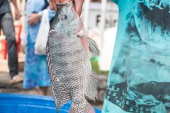 Feira-do-peixe-vivo-3